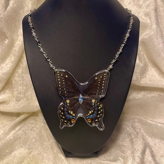 Resin Preserved Butterfly: Black Swallowtail (Locally Found)